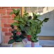 Fustella M Foglie per piante aromatiche Salvia Basilico Menta